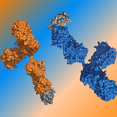 Blue, orange, and gray graphic of engineered cytokine protein.