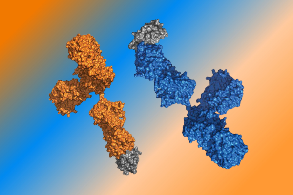 Blue, orange, and gray graphic of engineered cytokine protein.